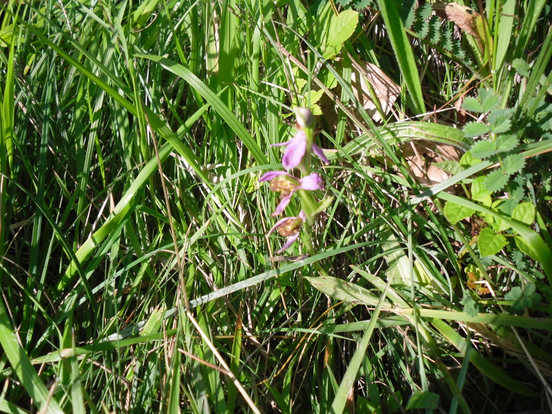 sdc10388.jpg