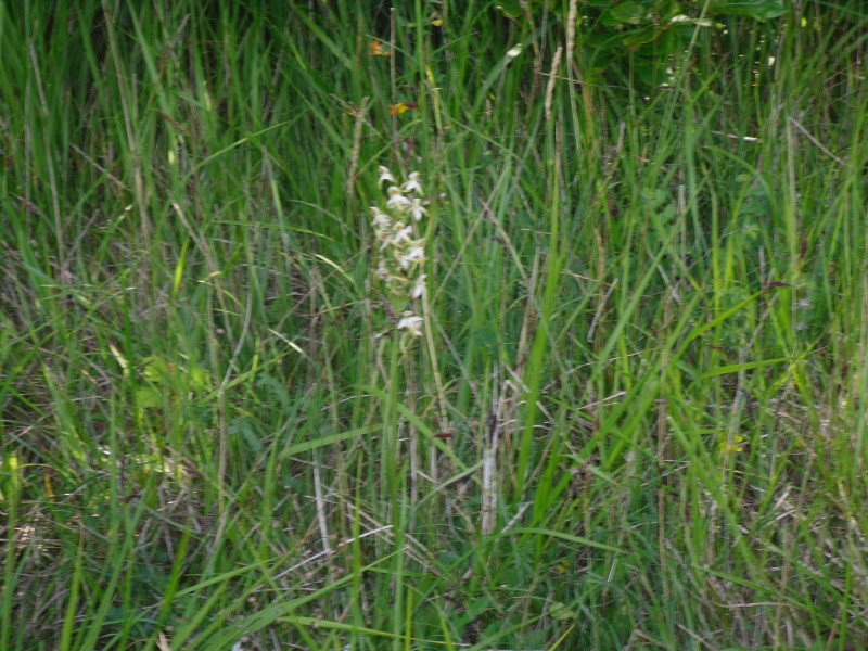 sdc10390.jpg