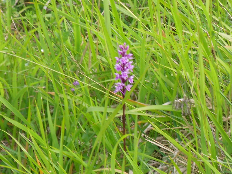 sdc10399.jpg