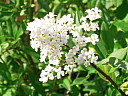 sdc10400.jpg