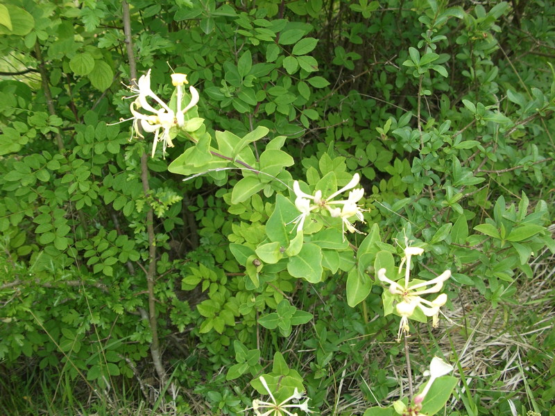 dscf2081.jpg