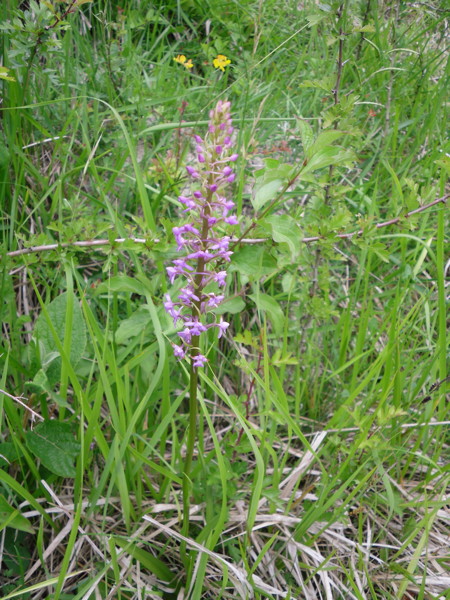 sdc12048.jpg